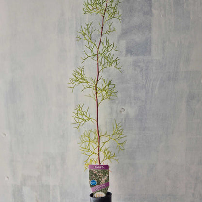 Two-Leaf Hakea - Hakea trifurcata