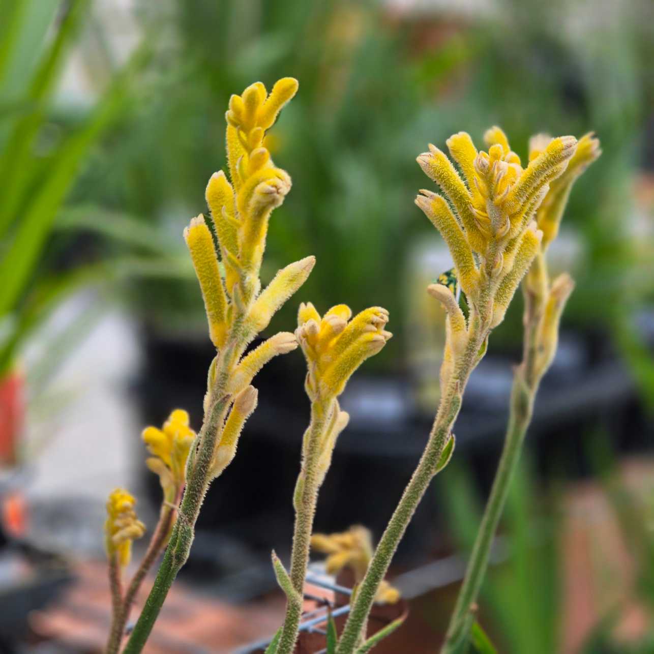 'Bush Bonanza' Kangaroo Paw