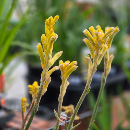'Bush Bonanza' Kangaroo Paw