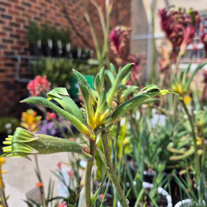 Anigozanthos 'Celebrations Aussie Spirit'