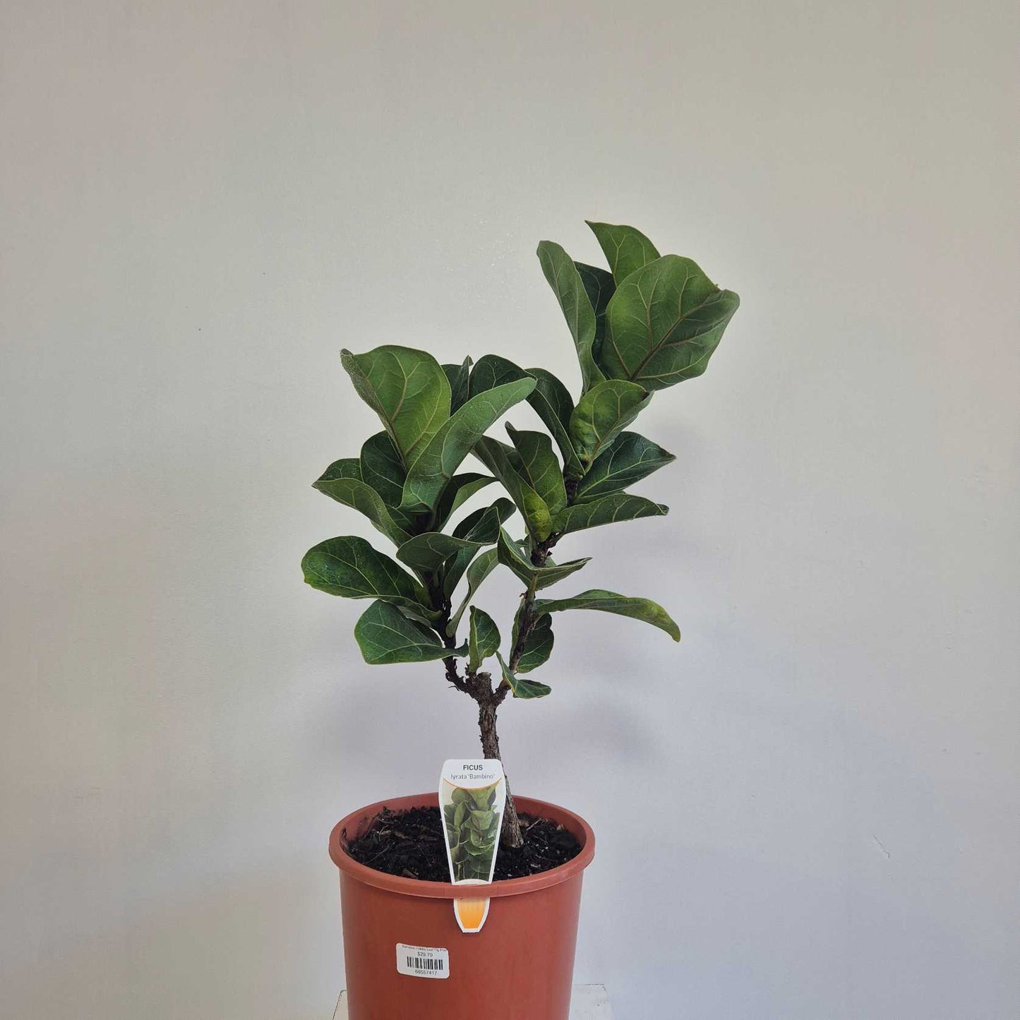 Bambino Fiddle Leaf Fig Plant