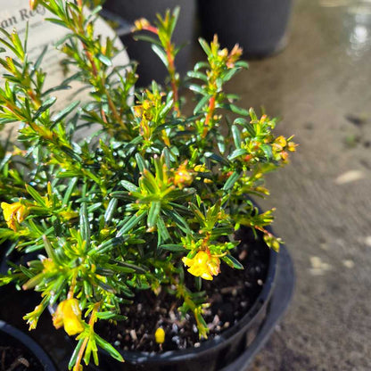 Hibbertia 'Ocean Reef'