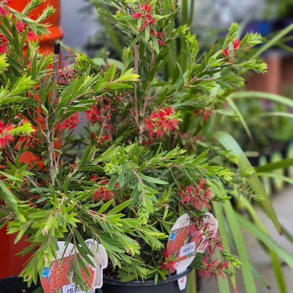 Callistemon viminalis 'Prolific'