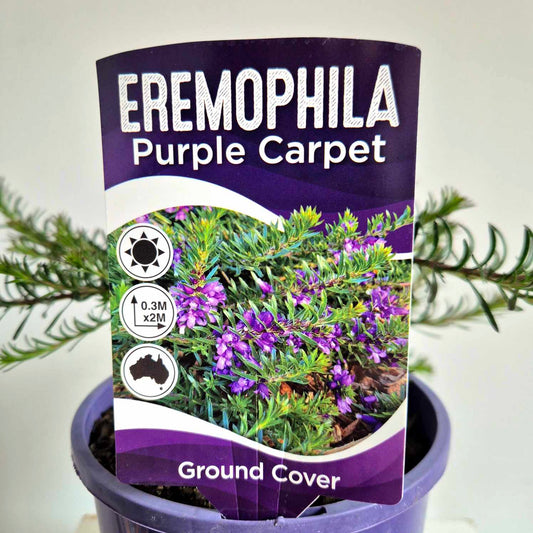 Eremophila densifolia 'Purple Carpet'