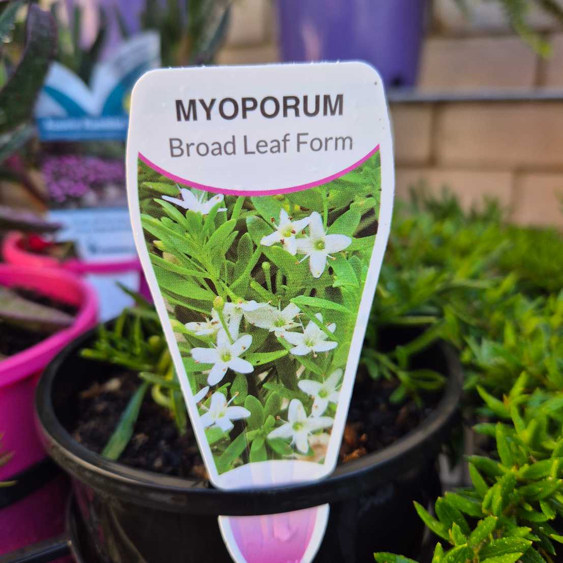 Myoporum parvifolium Broad Leaf