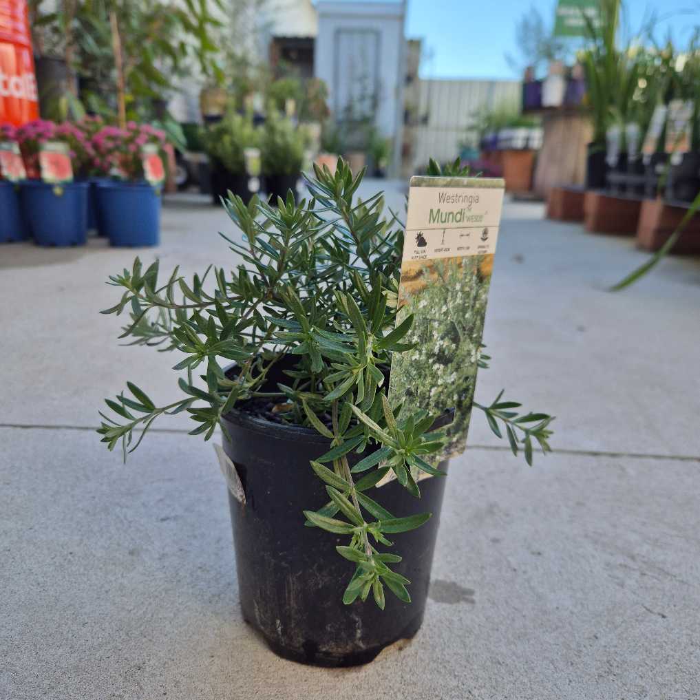 Westringia fruticosa (WES05) MUNDI™