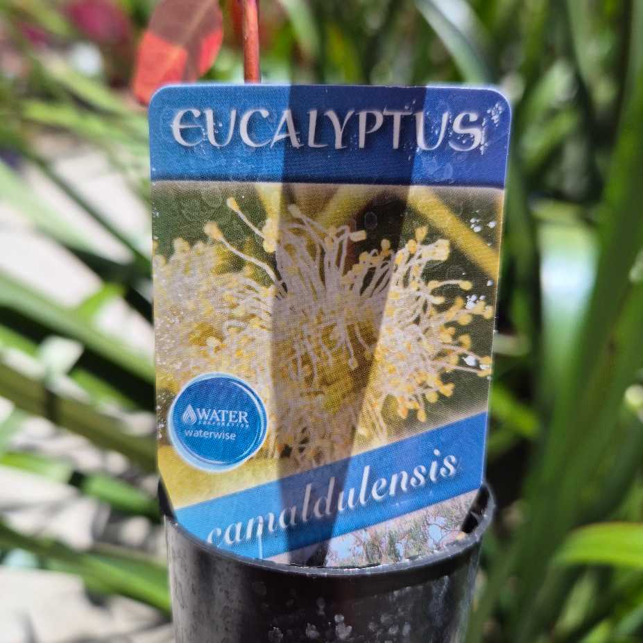 Eucalyptus camaldulensis