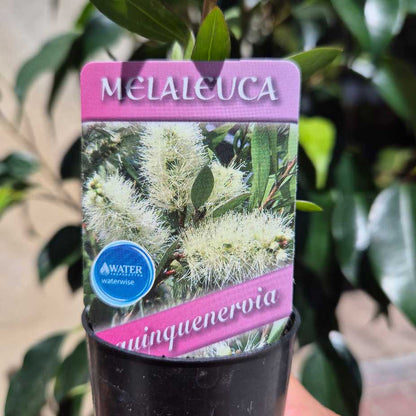 Melaleuca quinquenervia - Broad-Leaf Paper Bark