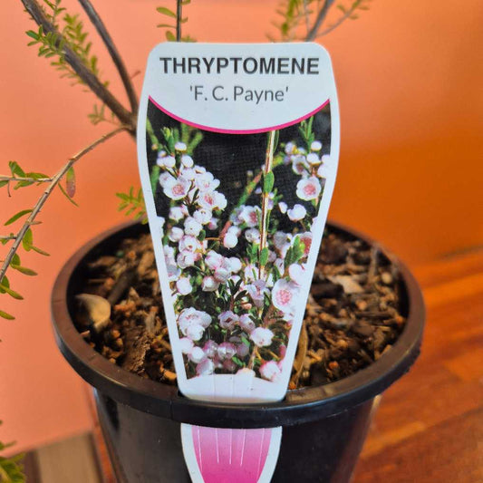 Thryptomene 'F.C Payne'