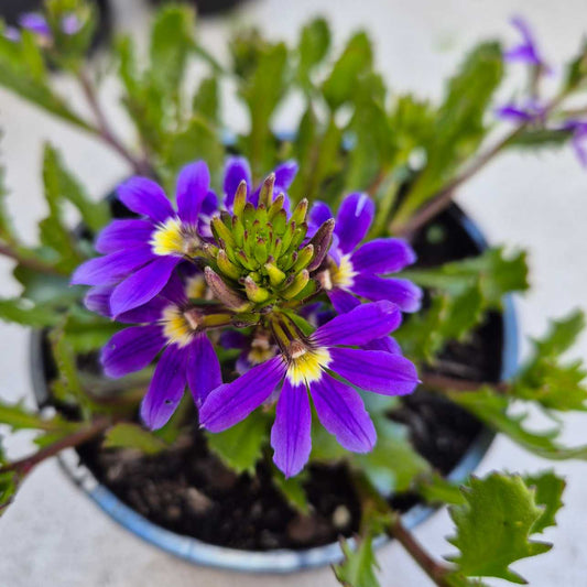 Scaevola aemula Touch Indigo