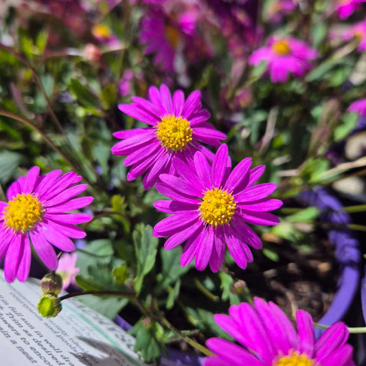 Brachyscome 'Pacific Reef'