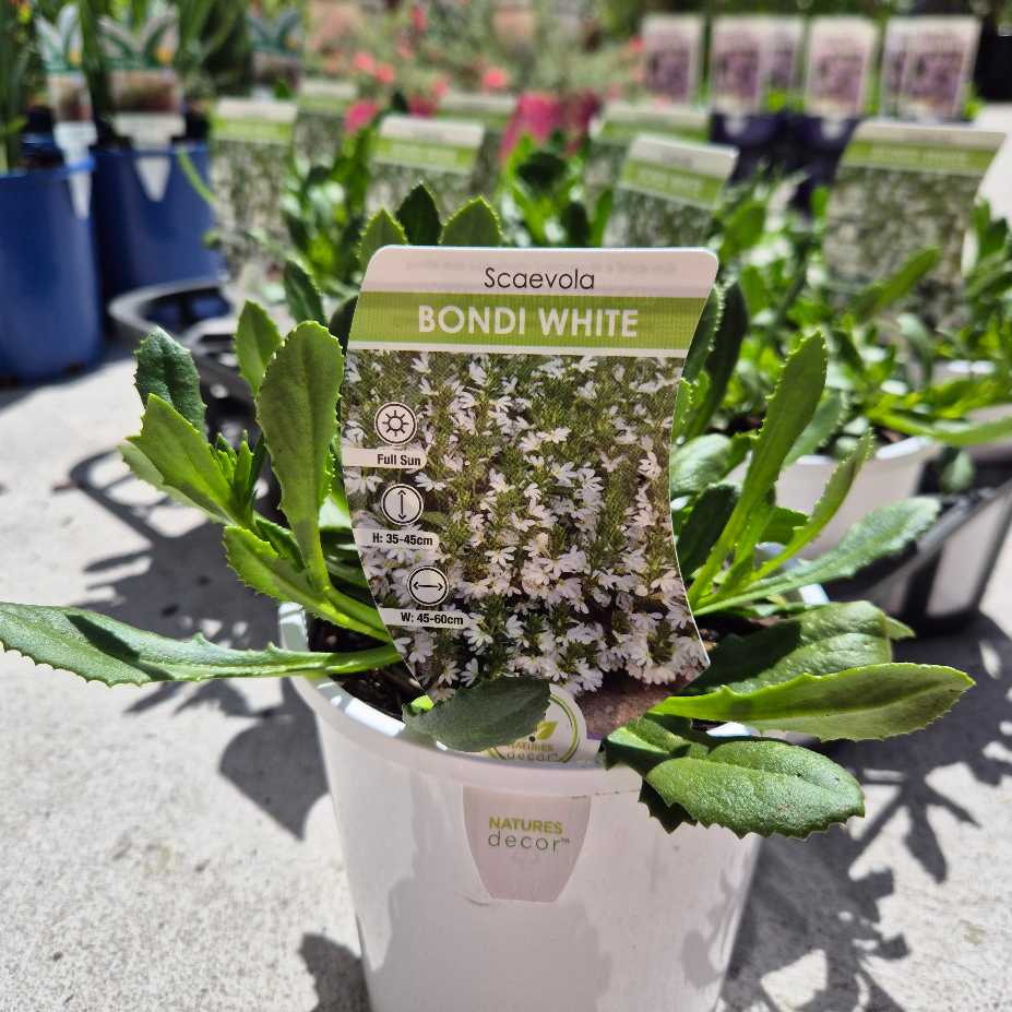 Scaevola Bondi White