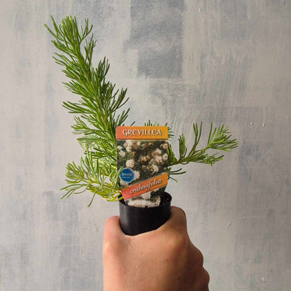 Grevillea crithmifolia Ground Cover