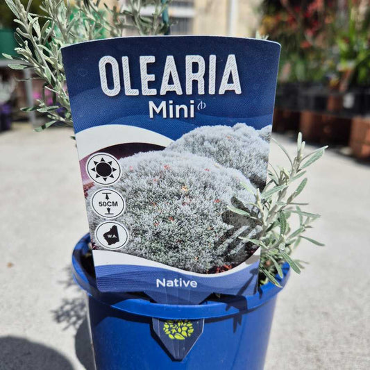 Olearia axilaris 'Mini'