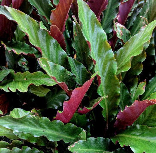 Velvet Calathea - Calathea rufibarba