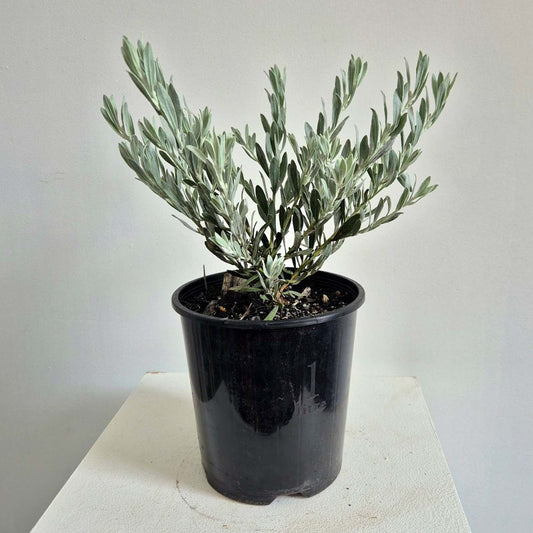 Eremophila glabra compactum