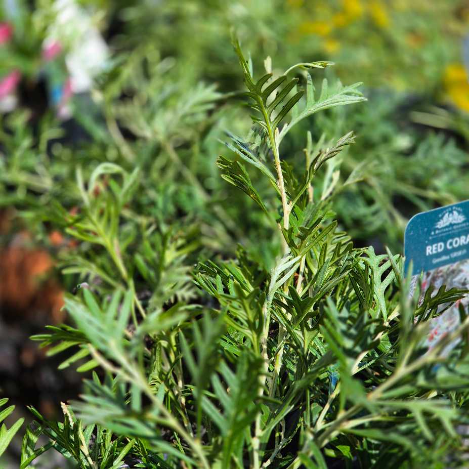 Grevillea 'Red Coral'