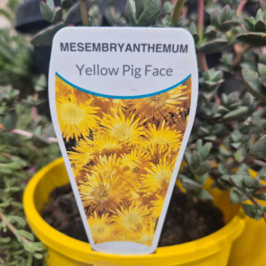 Mesembryanthemum Yellow Pig Face