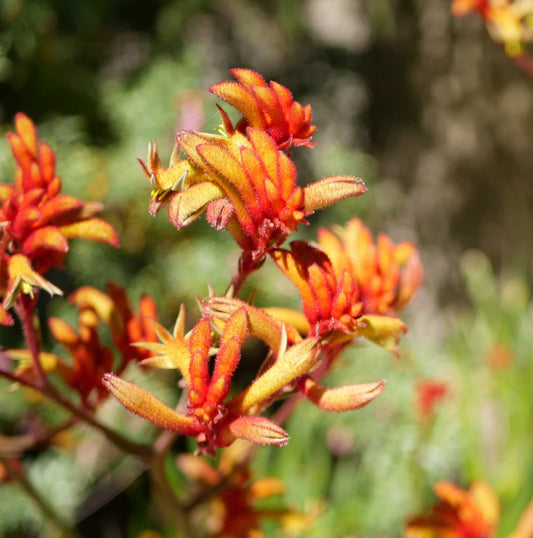 Anigozanthos humilis