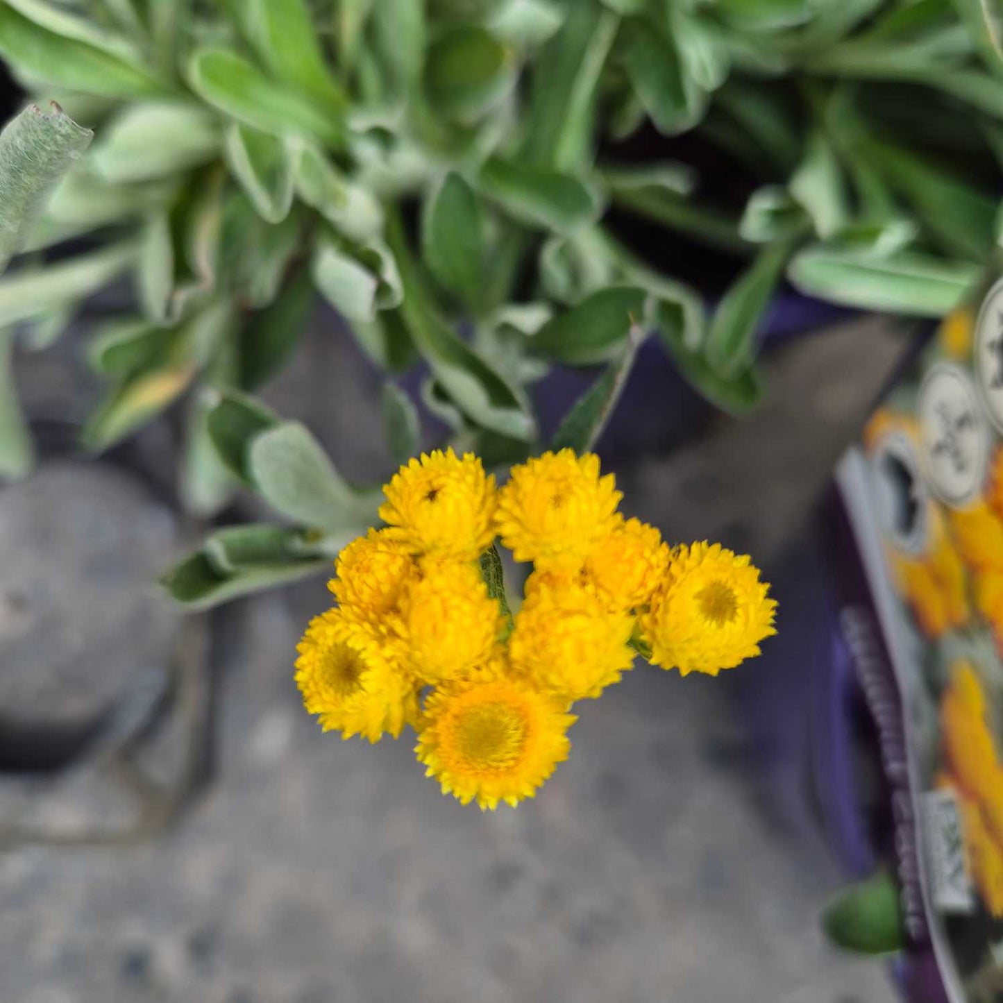 Chrysocephalum 'Desert Flame'