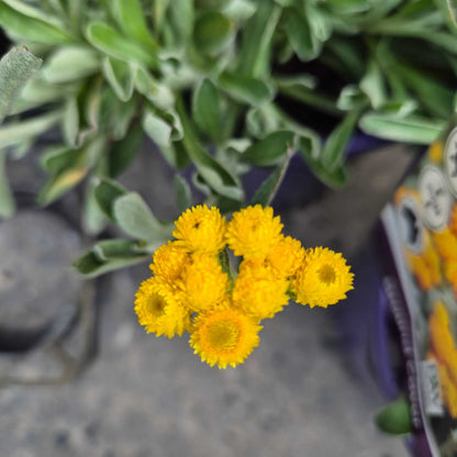 Chrysocephalum 'Desert Flame'