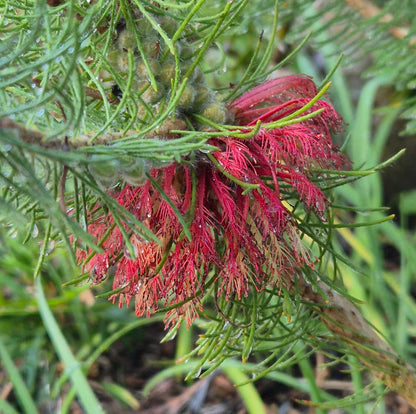 Calothamnus hirsutus