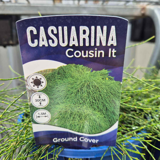 Casuarina 'Cousin It'