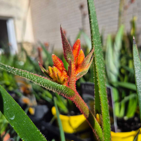 'Amber Velvet' Kangaroo Paw