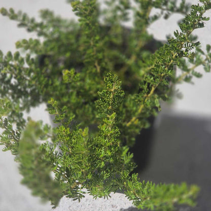 Acacia lasiocarpa prostrate