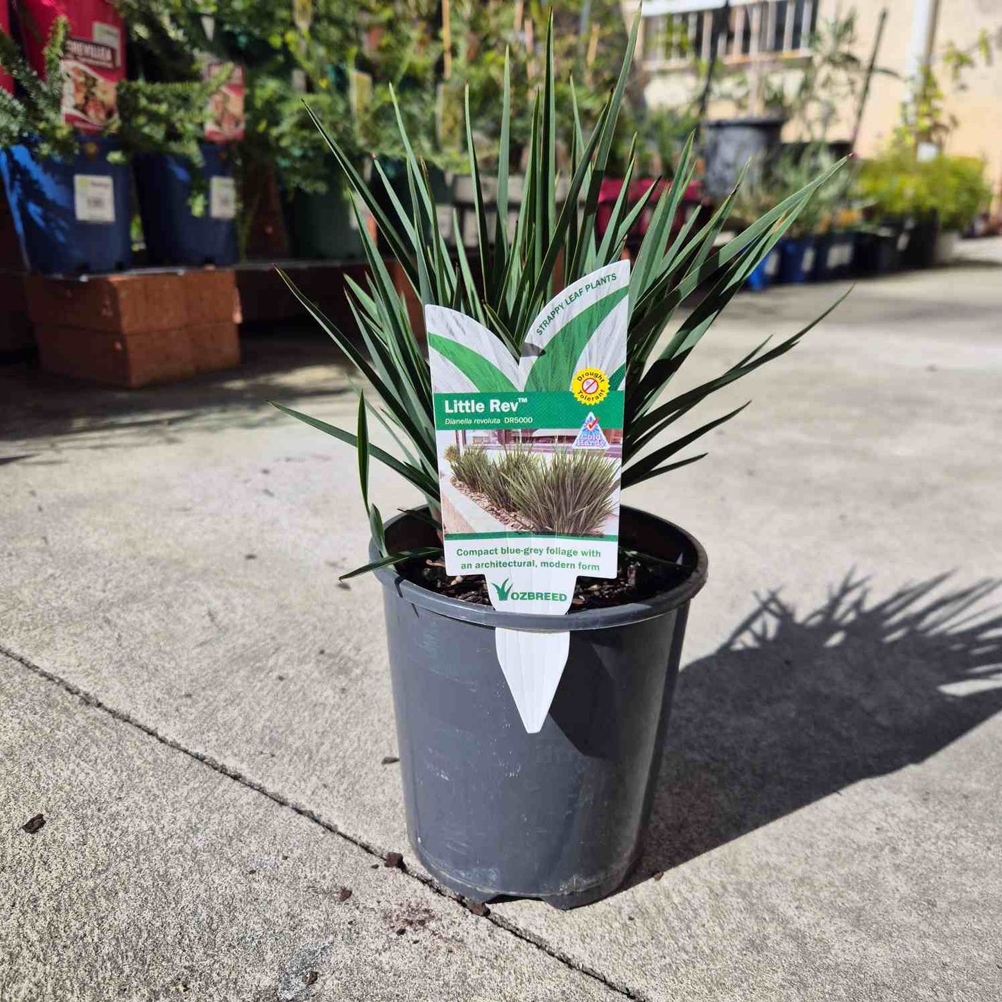 Little Rev™ Dianella revoluta