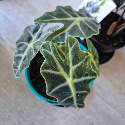 Alocasia amazonica Dwarf