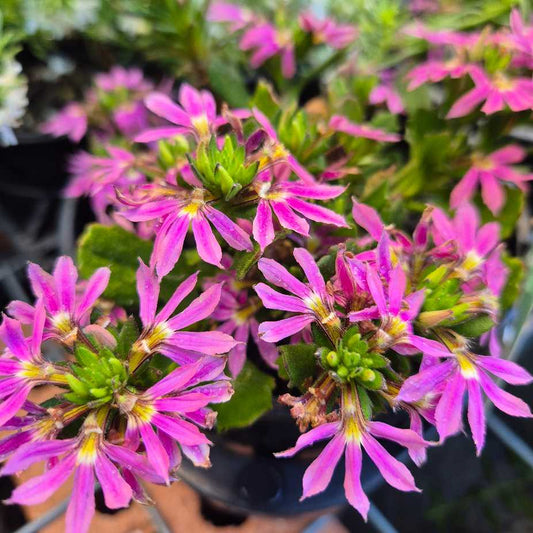 Scaevola aemula Surdiva Pink