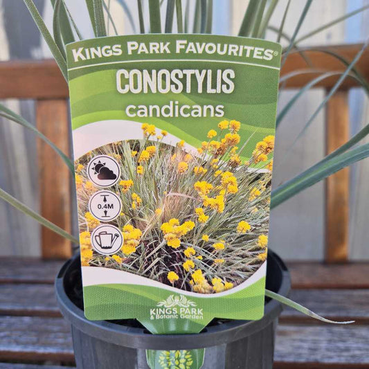 Conostylus candicans