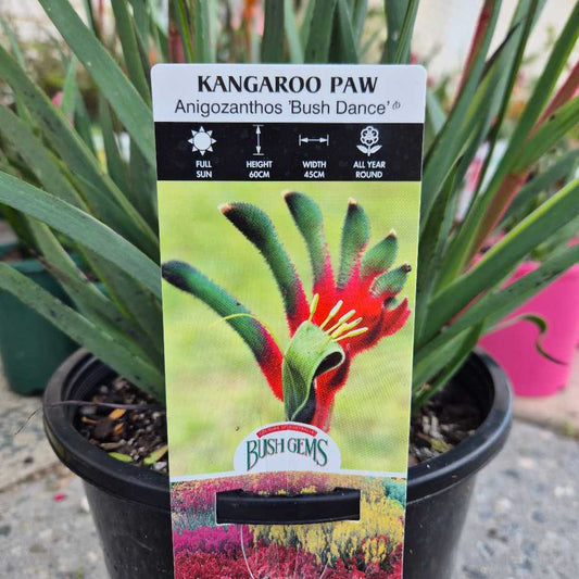 Anigozanthos 'Bush Dance'