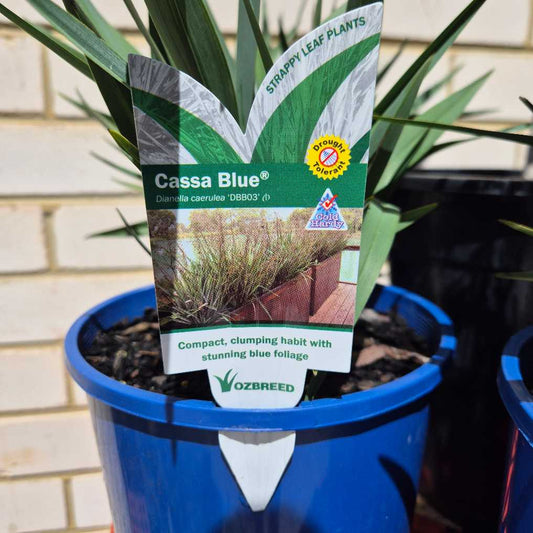 Dianella caerulea 'Cassa Blue'