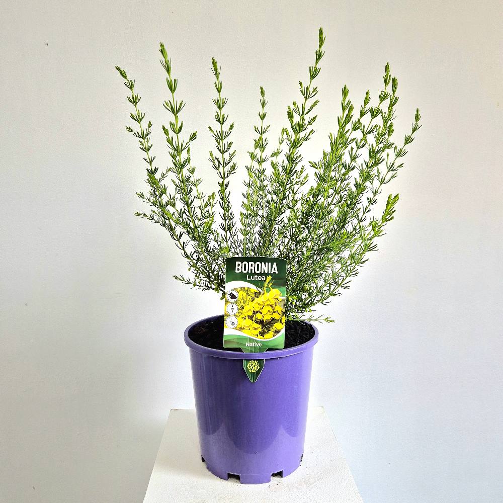 Boronia Lutea