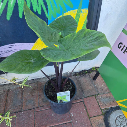 Alocasia Dark Star