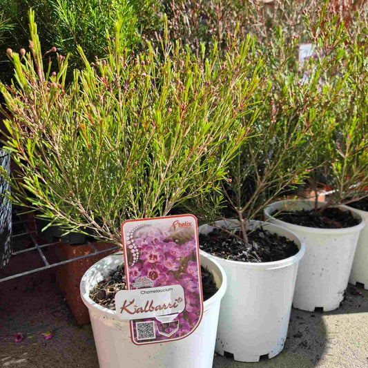 Chamelaucium 'Kalbarri'