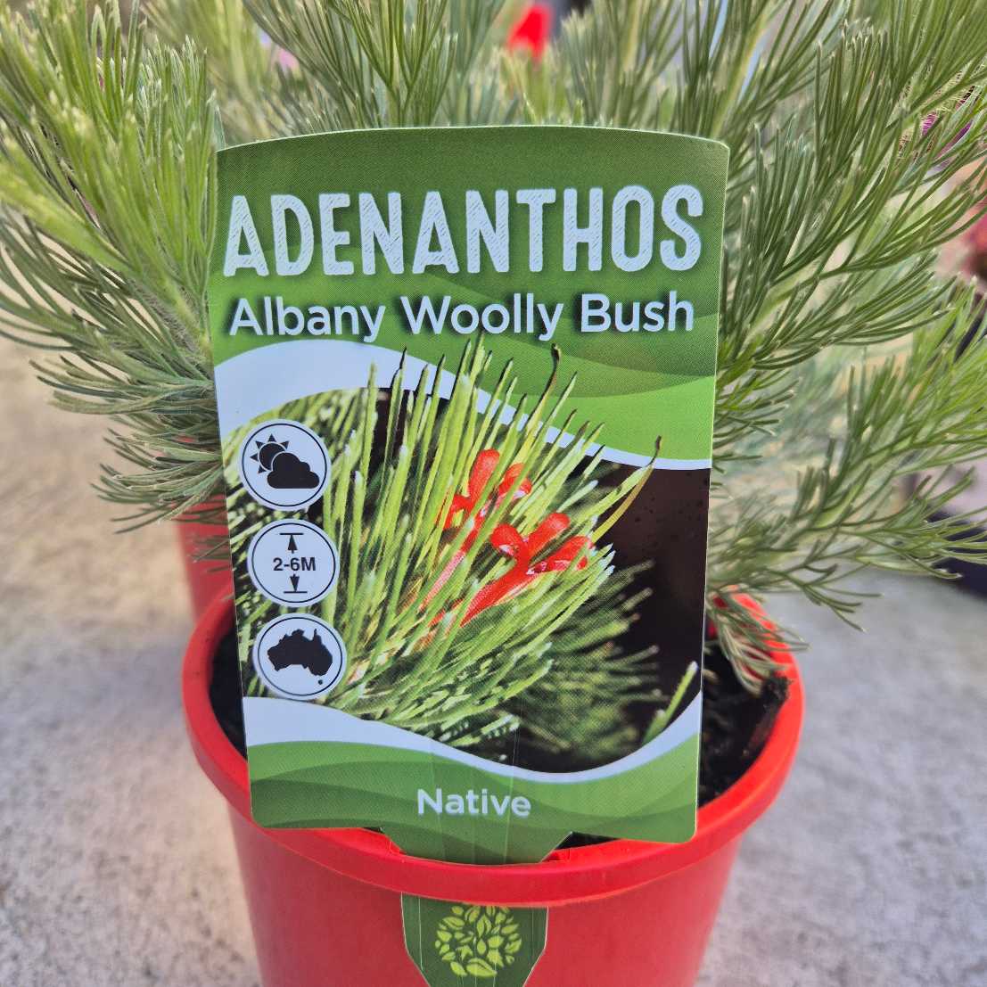 Adenanthos sericeus