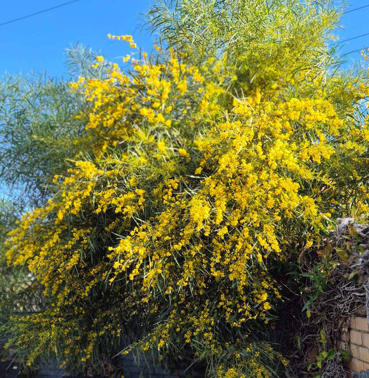 Acacia saligna