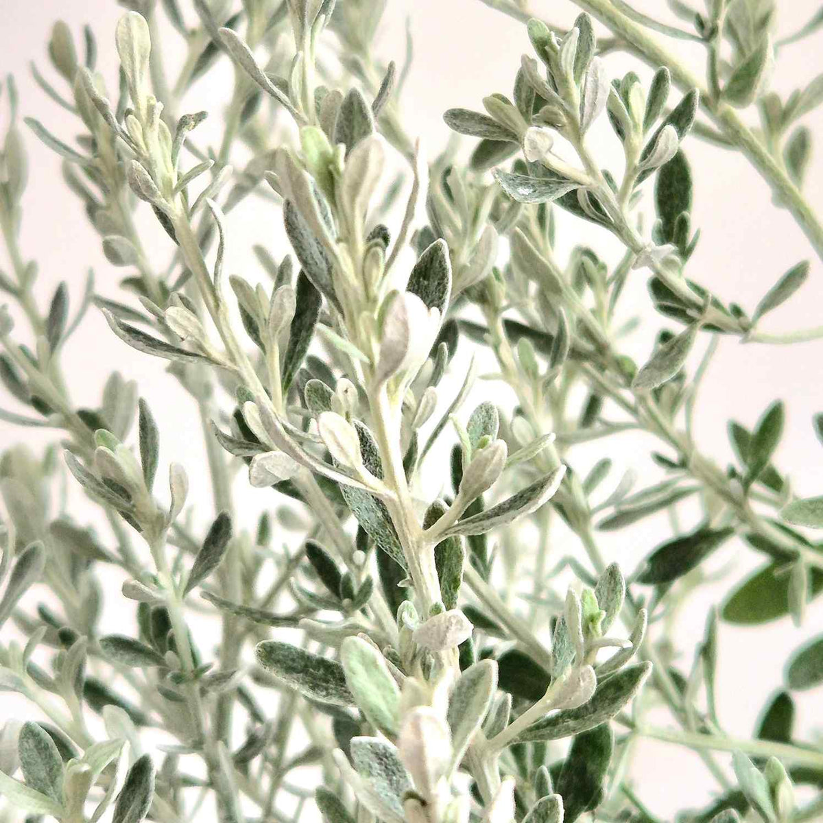Wild Rosemary