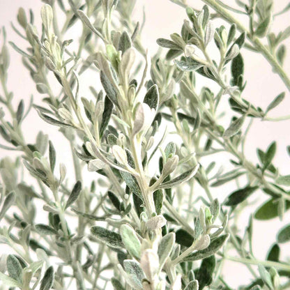Wild Rosemary