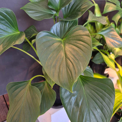Homalomena Emerald Gem