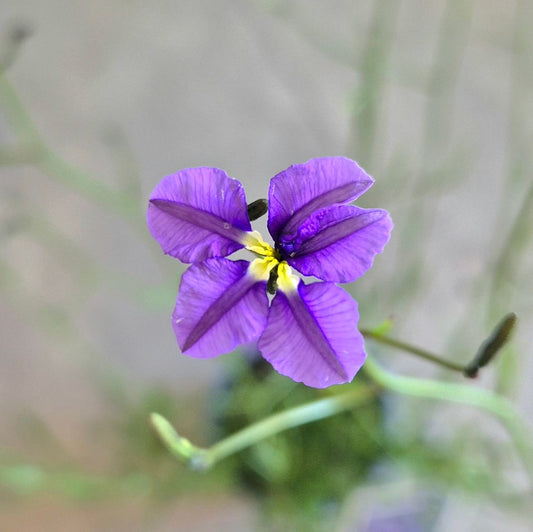 Dampiera trigona