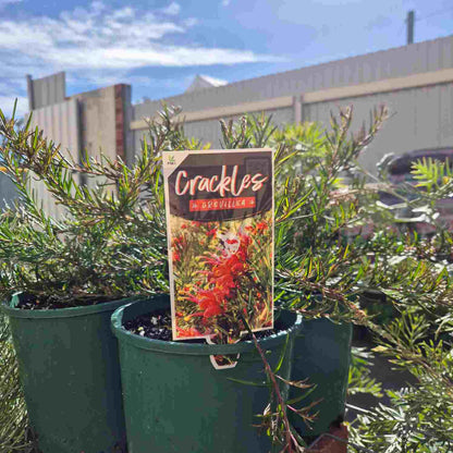 Grevillea 'Crackles'