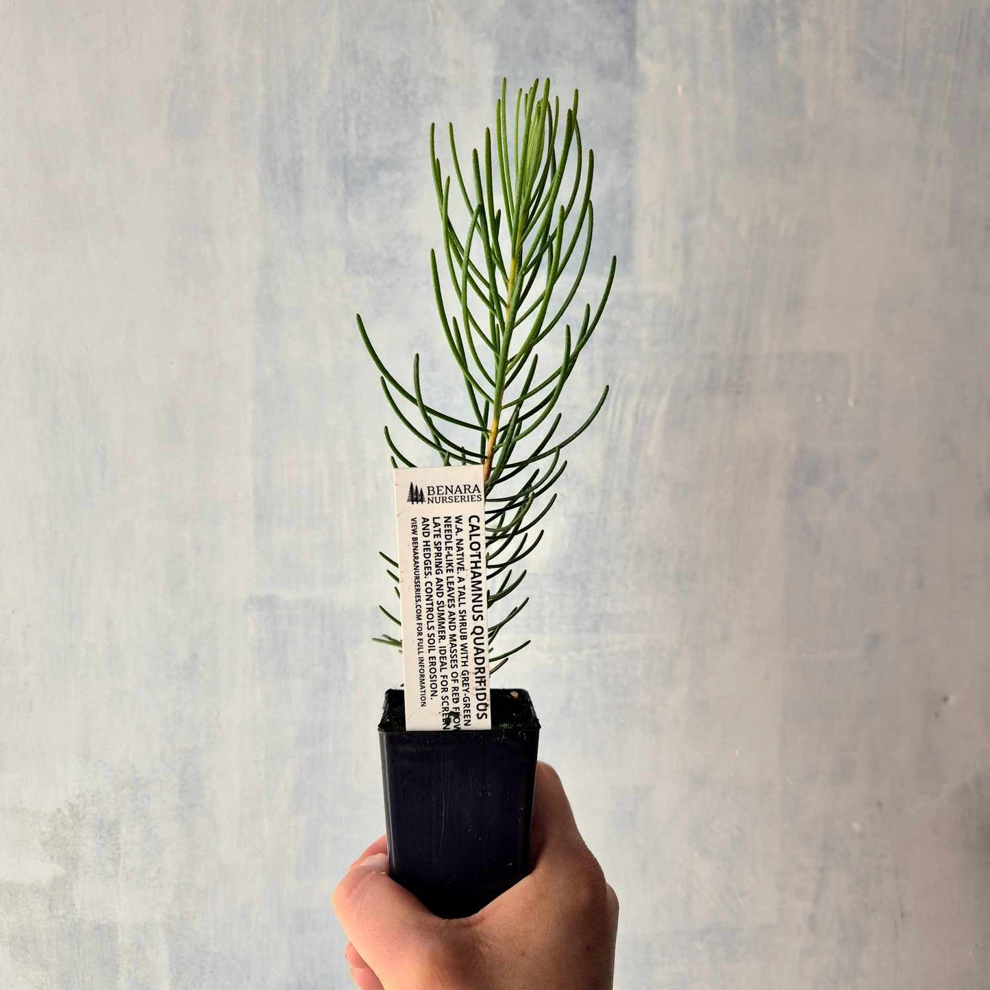 Calothamnus quadrifidus