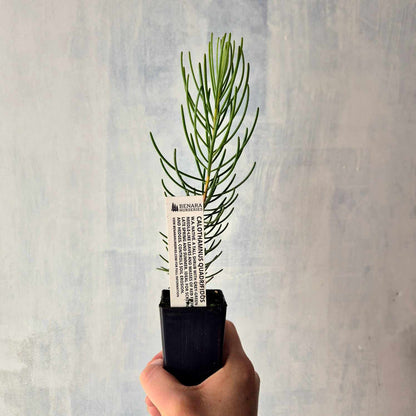 Calothamnus quadrifidus