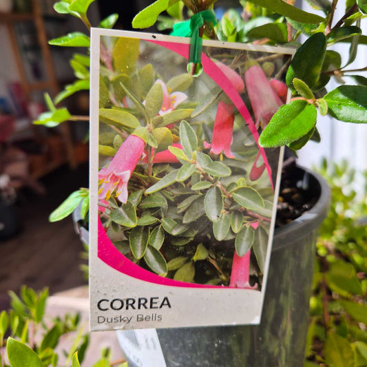 Correa Dusky Bells