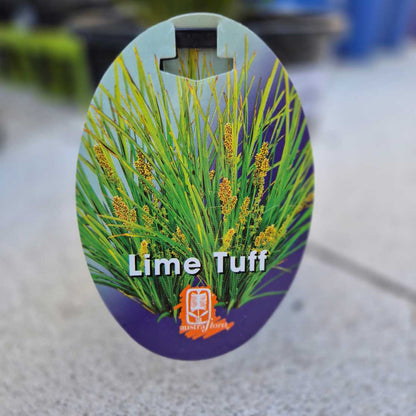 Lomandra 'Lime Tuff'