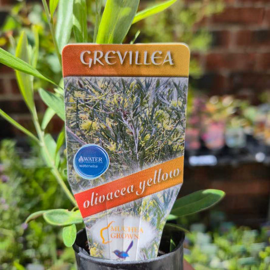 Grevillea olivacea Yellow